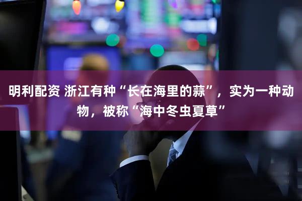 明利配资 浙江有种“长在海里的蒜”，实为一种动物，被称“海中冬虫夏草”
